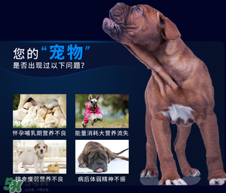 狗狗營養(yǎng)膏一天吃幾次？狗狗營養(yǎng)膏一天喂多少？