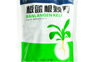 冬天喝板藍根好嗎？板藍根的功效與作用
