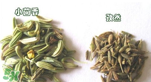 小茴香是孜然嗎？小茴香和孜然的區(qū)別