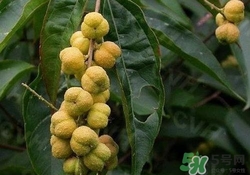巴豆可以治療便秘嗎？便秘可以吃巴豆嗎？