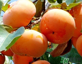 一天可以吃幾個柿子？柿子每天可以吃幾個？