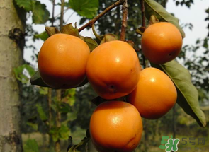 一天可以吃幾個柿子？柿子每天可以吃幾個？