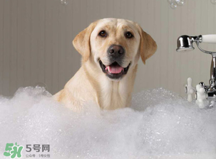 冬天狗狗多久洗一次澡？狗狗冬天久洗一次澡？