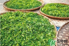 口含茶葉能治口臭嗎？口含茶葉有什么作用？