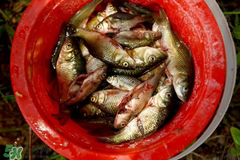 腌魚(yú)用什么容器？腌魚(yú)用什么裝？