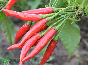 辣椒變紅能吃嗎？辣椒為什么會變紅？