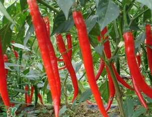 辣椒變紅能吃嗎？辣椒為什么會變紅？
