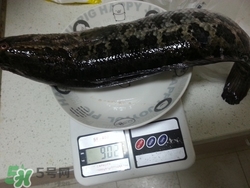一斤魚可以做多少魚丸？一斤魚可以做幾個(gè)魚丸？