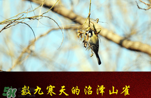 2017年三九四九是什么時候？2017年四九是哪天？
