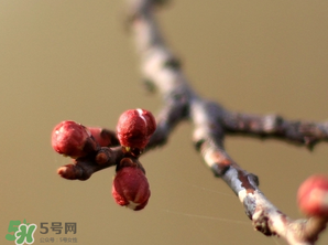 六九是幾號(hào)？2017年六九是哪天？
