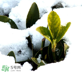 小寒是幾九？2017年小寒是幾九？