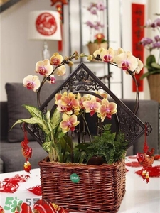 過(guò)年買什么花放家里好?過(guò)年家里放什么花好?