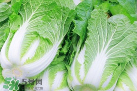 2017過年白菜會漲價(jià)嗎？2017年春節(jié)白菜價(jià)格預(yù)測