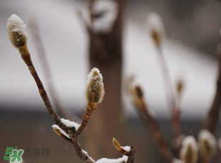 七九是哪一天？2017年七九是哪天？