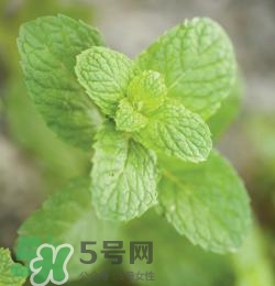 有狐臭不能吃什么食物？有狐臭的人不能吃什么