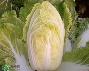 白菜葉子上的小黑點(diǎn)是什么？白菜葉子上有黑點(diǎn)能吃嗎？