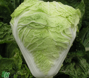 白菜葉子上的小黑點(diǎn)是什么？白菜葉子上有黑點(diǎn)能吃嗎？
