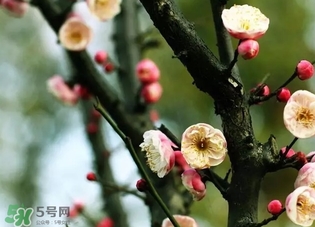 正月是臘月嗎？正月和臘月是幾月？