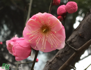 梅花可以放臥室嗎？梅花放在臥室風(fēng)水好嗎？