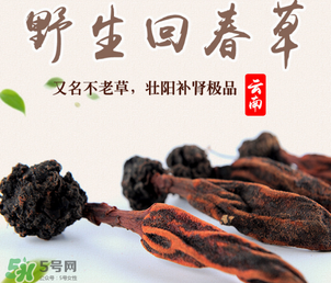 回春草多少錢一斤？回春草多少錢一克？