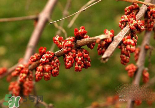 高血脂泡腳用什么藥好？高血脂用什么藥泡腳？