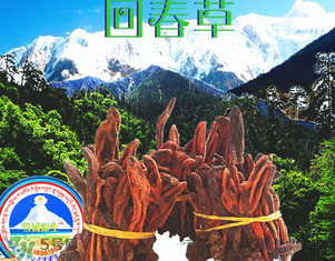 回春草多少錢一斤？回春草多少錢一克？