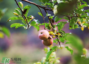 野蘋果可以泡酒嗎？野蘋果泡酒有什么功效？