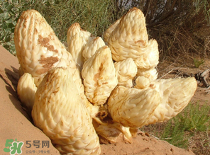 鎖陽和肉蓯蓉一起泡酒可以嗎？肉蓯蓉和鎖陽的區(qū)別