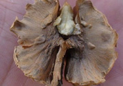 核桃分心木能泡幾次水？核桃分心木一次泡多少？