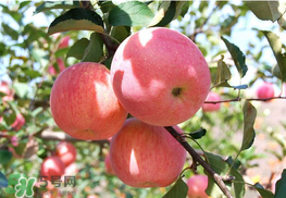 面蘋果和脆蘋果有什么區(qū)別？面蘋果和脆蘋果哪個(gè)營養(yǎng)大？
