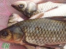吃鯽魚(yú)可以暖胃嗎?鯽魚(yú)怎么吃最暖胃?