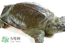 有乙肝可以吃甲魚嗎？乙肝患者禁吃甲魚