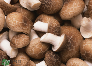 一歲寶寶可以吃香菇嗎？寶寶多大可以吃香菇？
