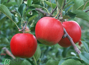 野蘋(píng)果多少錢(qián)一斤？野蘋(píng)果價(jià)格