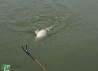 立春能釣魚嗎？立春好釣魚嗎？