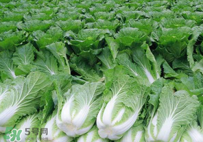 臘月吃什么蔬菜？臘月吃什么素菜？