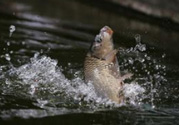 立春能釣魚嗎？立春好釣魚嗎？