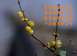 臘月有什么時(shí)候好日子？臘月有幾個(gè)黃道吉日？