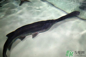 鴨嘴魚多少錢一斤？野生鴨嘴魚多少錢一斤？