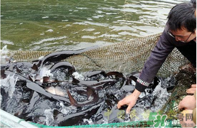 鴨嘴魚多少錢一斤？野生鴨嘴魚多少錢一斤？