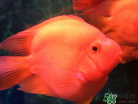 魚(yú)眼睛紅了怎么回事？魚(yú)眼睛變紅是什么原因？