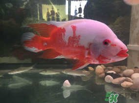 魚(yú)眼睛紅了怎么回事？魚(yú)眼睛變紅是什么原因？