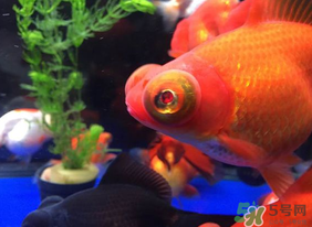 魚(yú)眼睛紅了怎么回事？魚(yú)眼睛變紅是什么原因？