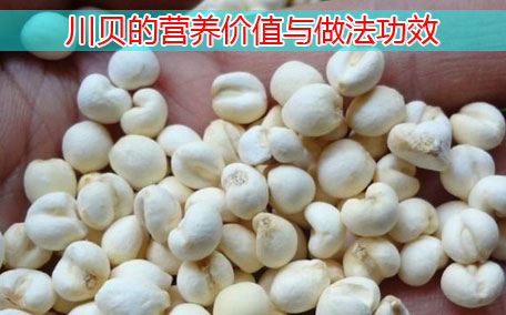 川貝可以和枇杷一起蒸嗎 川貝和什么煮治咳嗽