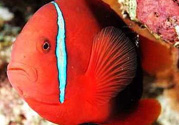 魚眼睛紅了怎么回事？魚眼睛變紅是什么原因？