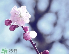 立春吃什么蔬菜？立春時令蔬菜推薦