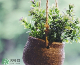 立春吃什么蔬菜？立春時令蔬菜推薦