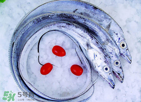 帶魚(yú)多少錢(qián)一斤？帶魚(yú)多少錢(qián)一箱？