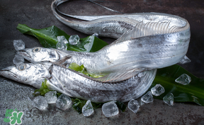 帶魚(yú)多少錢(qián)一斤？帶魚(yú)多少錢(qián)一箱？
