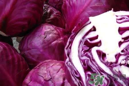 紫甘藍(lán)是轉(zhuǎn)基因食品嗎？紫甘藍(lán)是轉(zhuǎn)基因蔬菜嗎？
